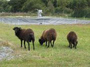 Bouvron-Moutons de Ouessant-site